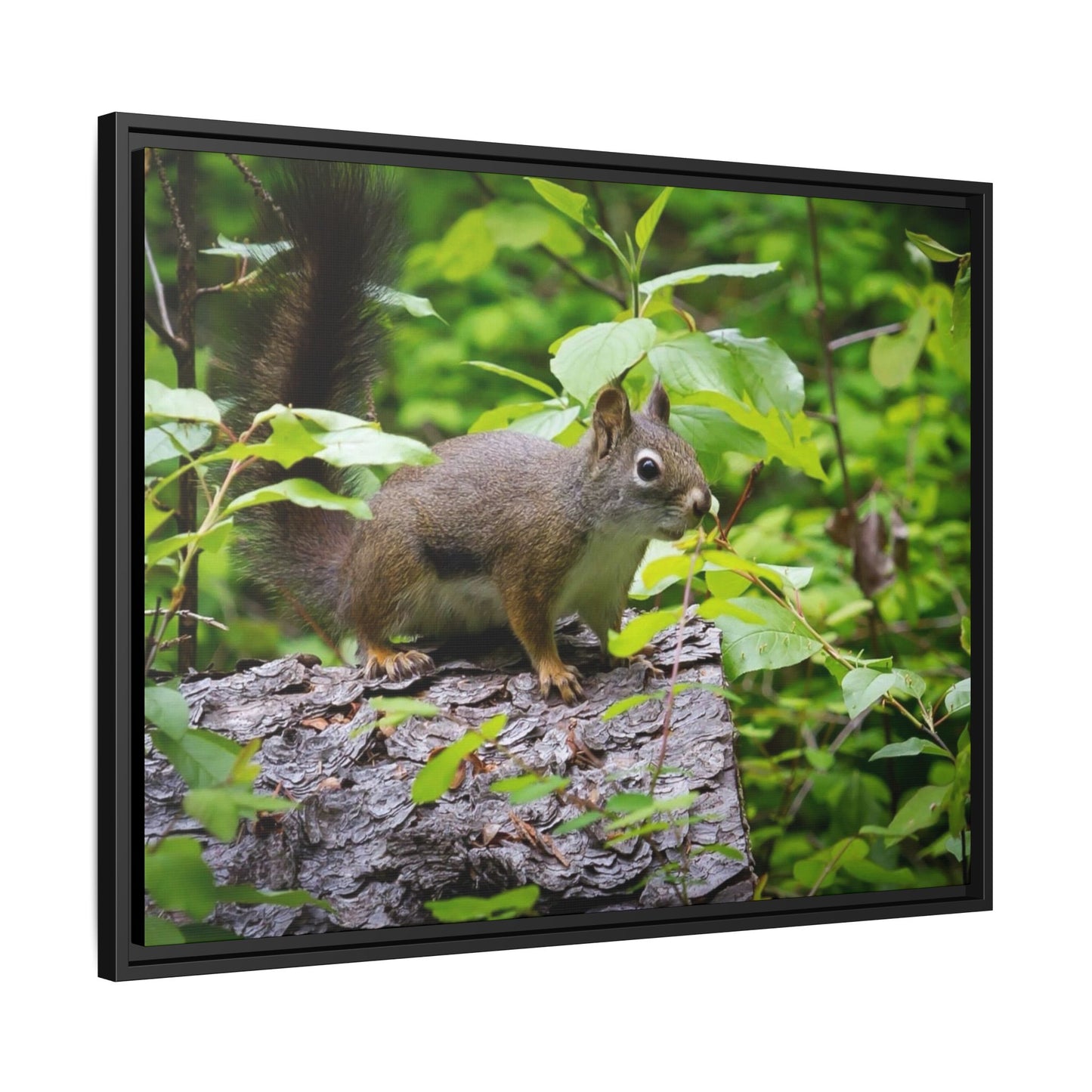 Canvas Art Nature Squirrel