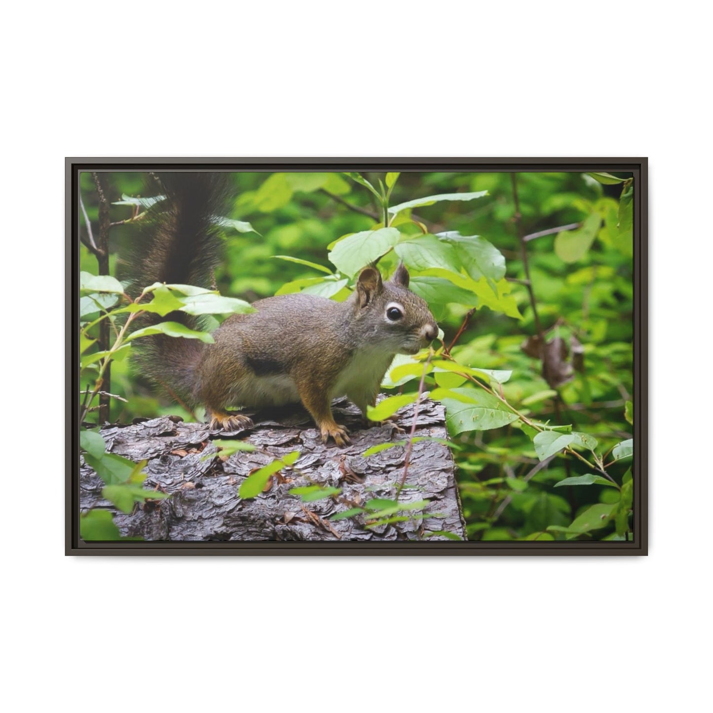 Canvas Art Nature Squirrel