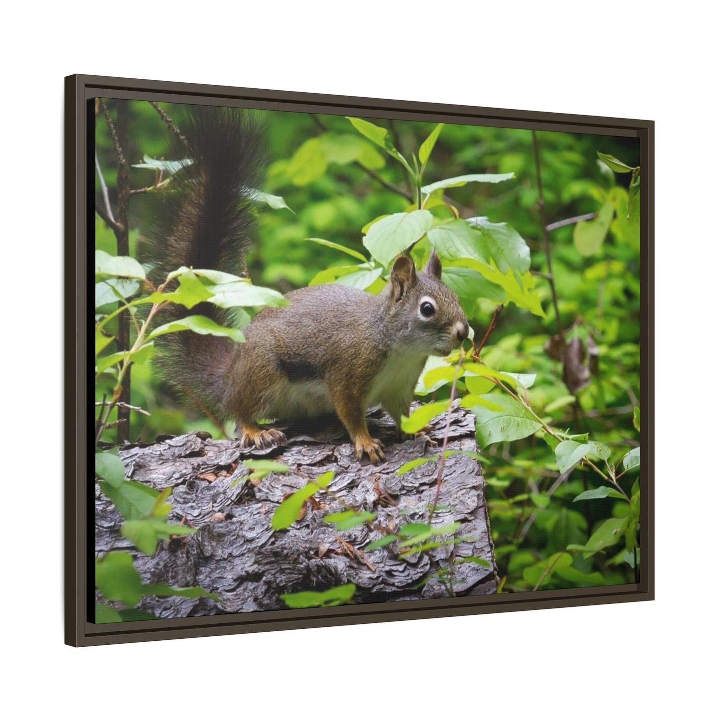 Canvas Art Nature Squirrel