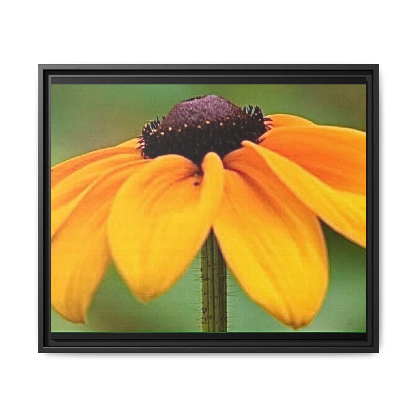 Framed Canvas Art Print, Vibrant Flower Wall Decor, Nature Photography for Home, Gift for Garden Lover, Modern Room Accent, Floral Artwork