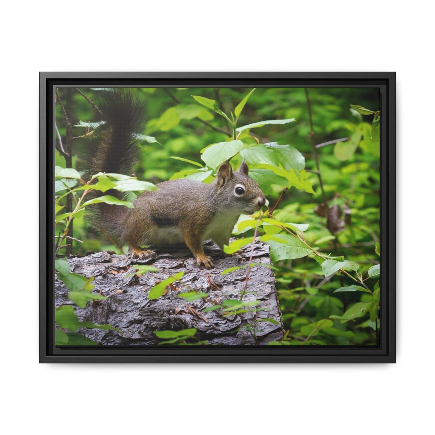 Canvas Art Nature Squirrel