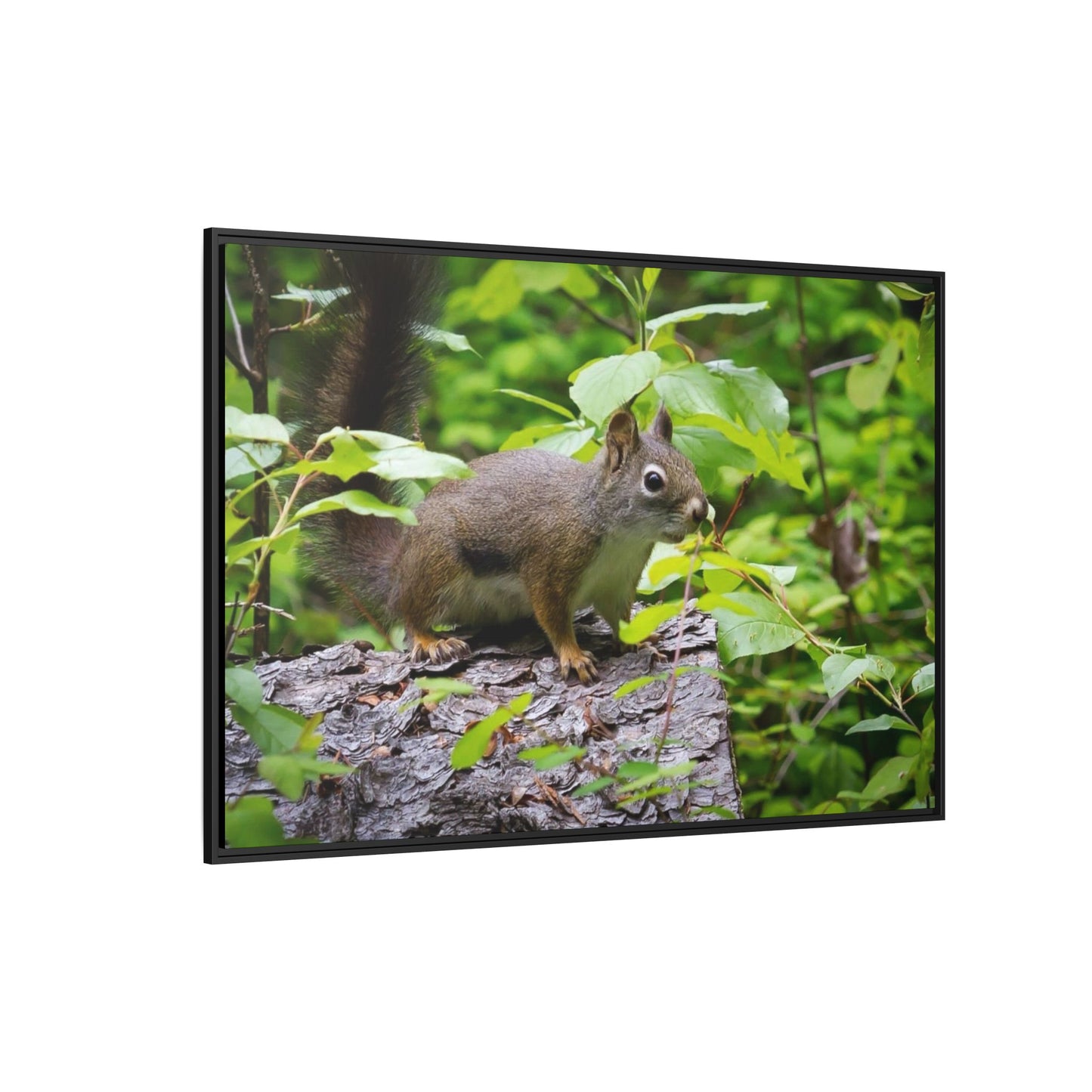 Canvas Art Nature Squirrel