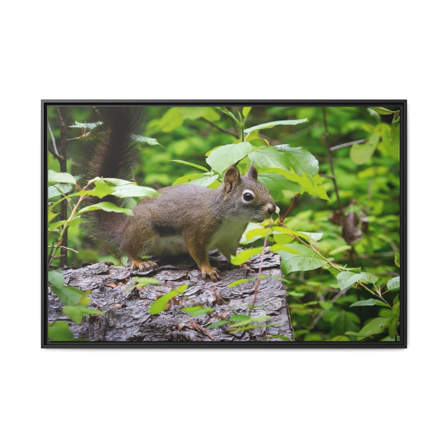 Canvas Art Nature Squirrel