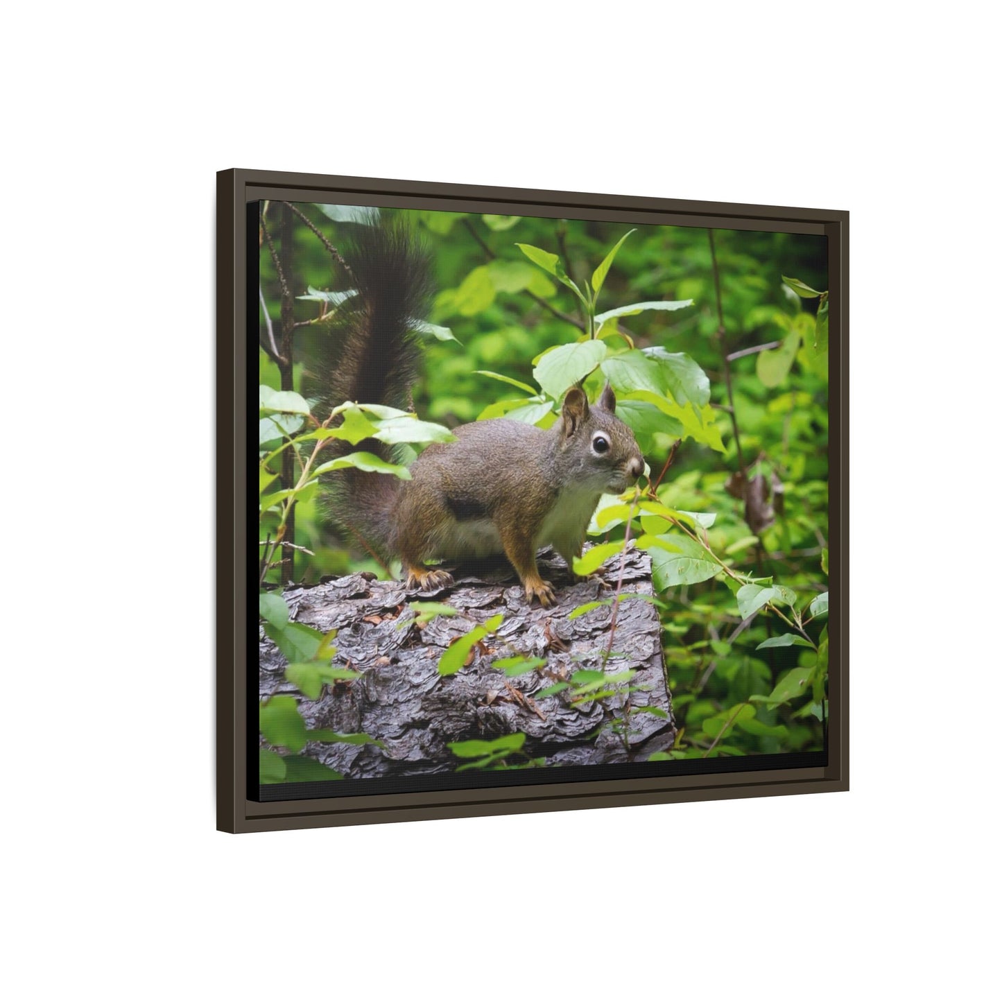 Canvas Art Nature Squirrel