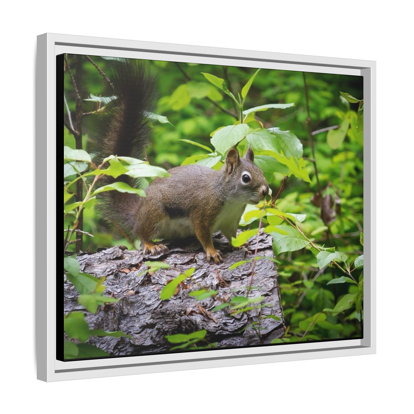 Canvas Art Nature Squirrel