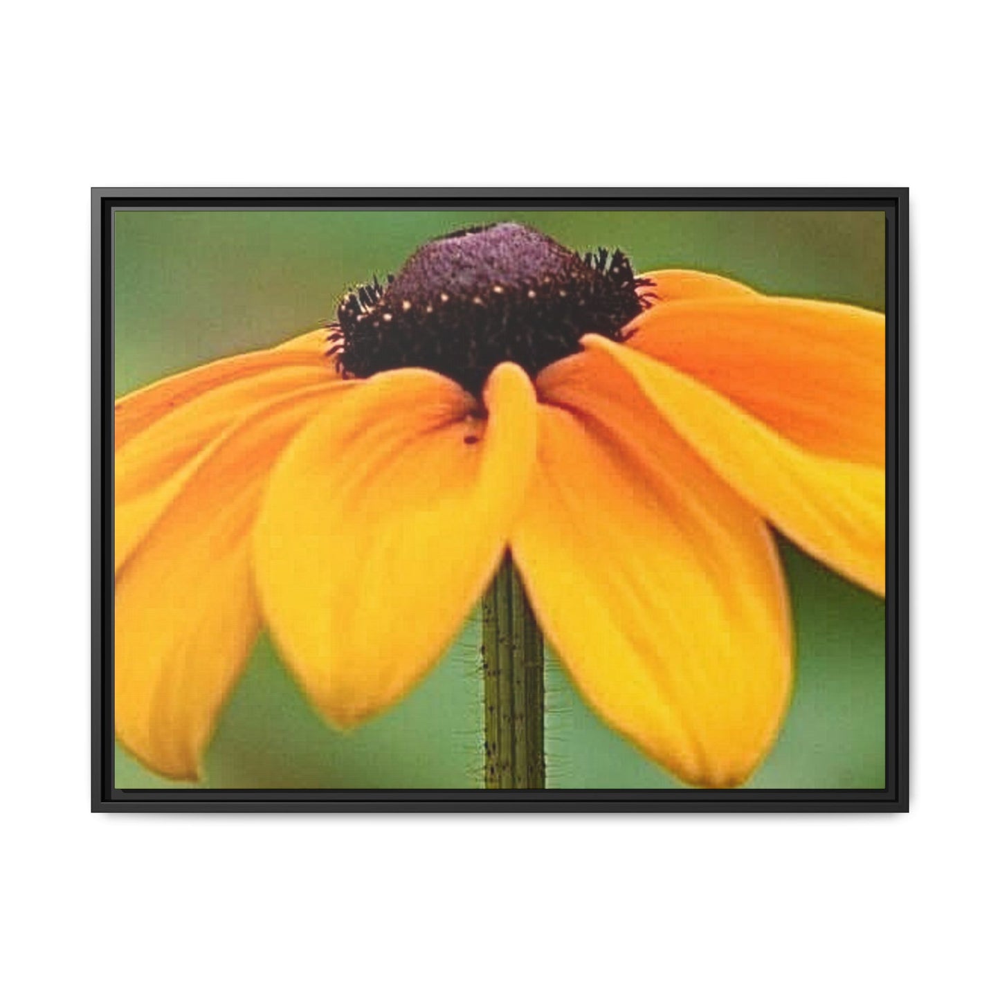 Framed Canvas Art Print, Vibrant Flower Wall Decor, Nature Photography for Home, Gift for Garden Lover, Modern Room Accent, Floral Artwork