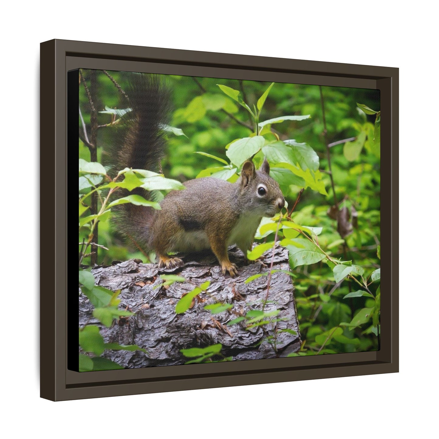 Canvas Art Nature Squirrel
