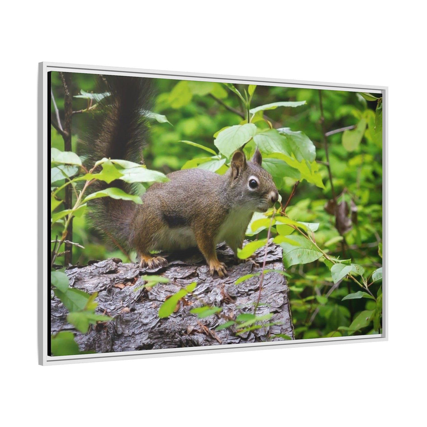 Canvas Art Nature Squirrel