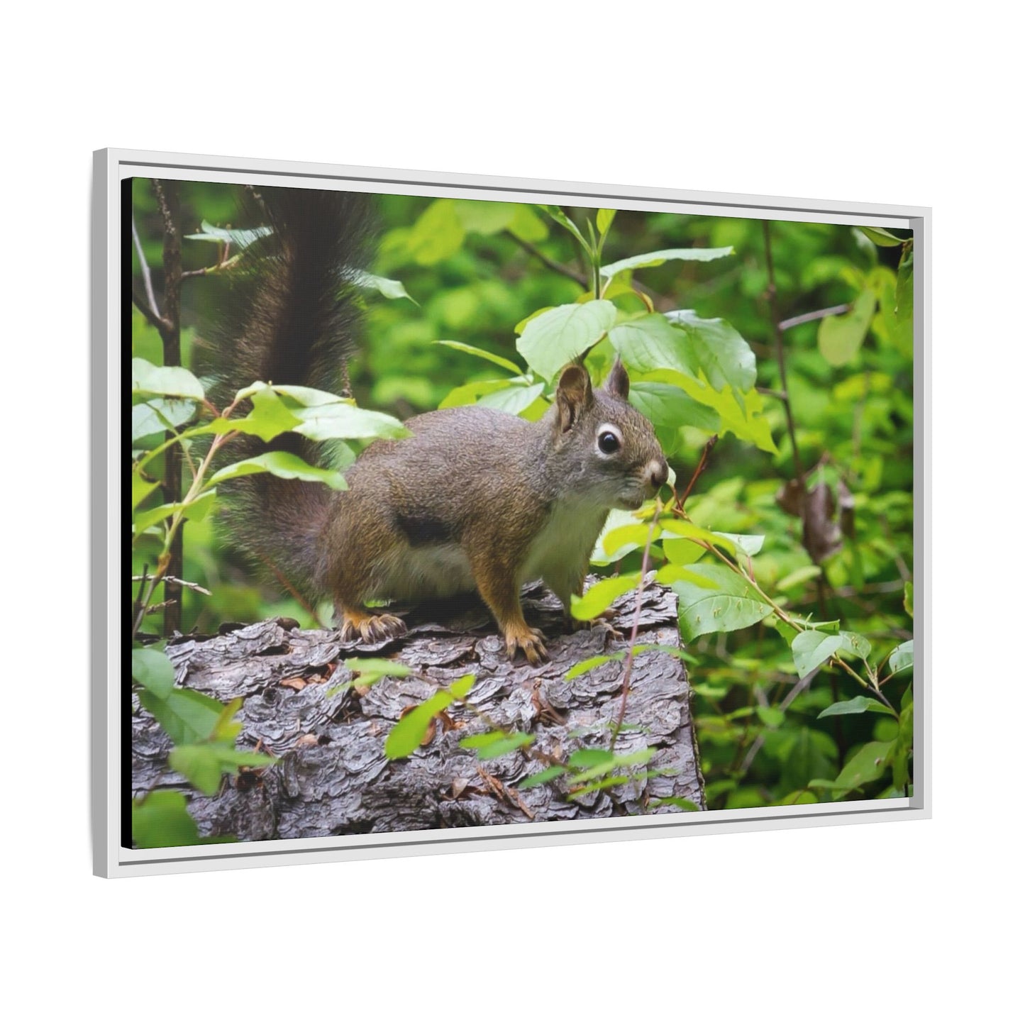Canvas Art Nature Squirrel