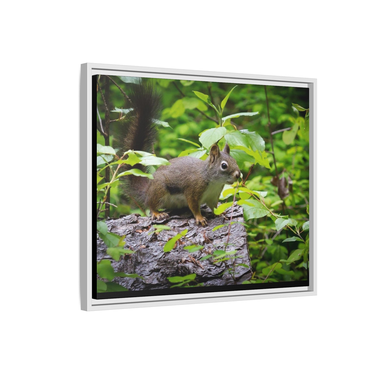 Canvas Art Nature Squirrel