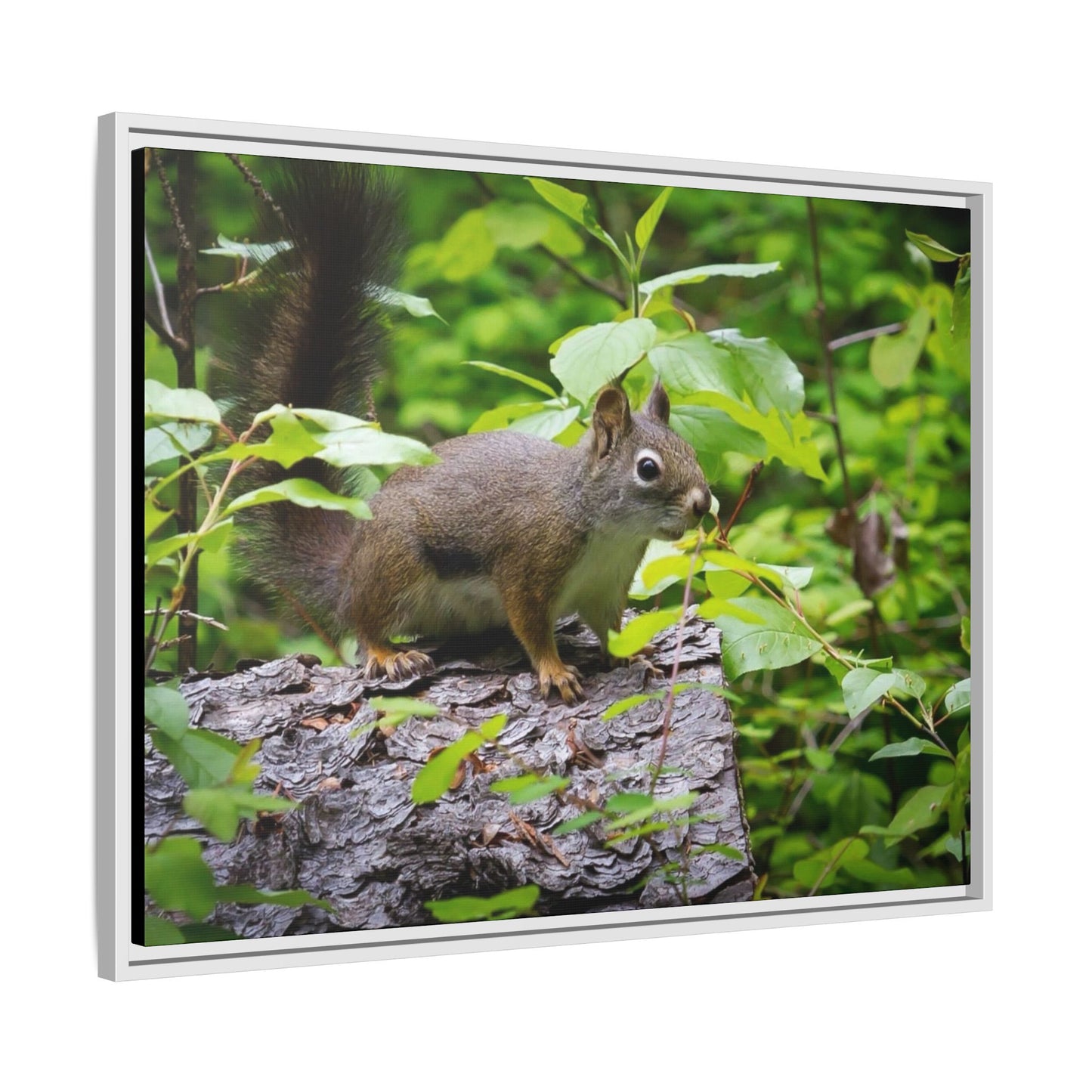 Canvas Art Nature Squirrel
