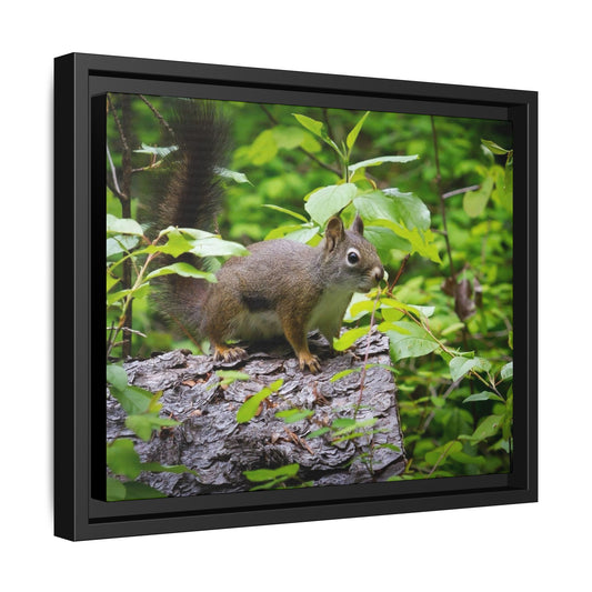 Canvas Art Nature Squirrel
