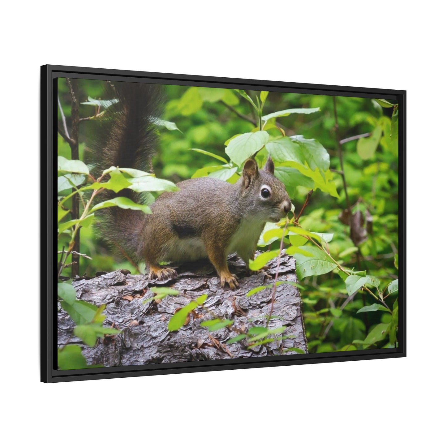 Canvas Art Nature Squirrel