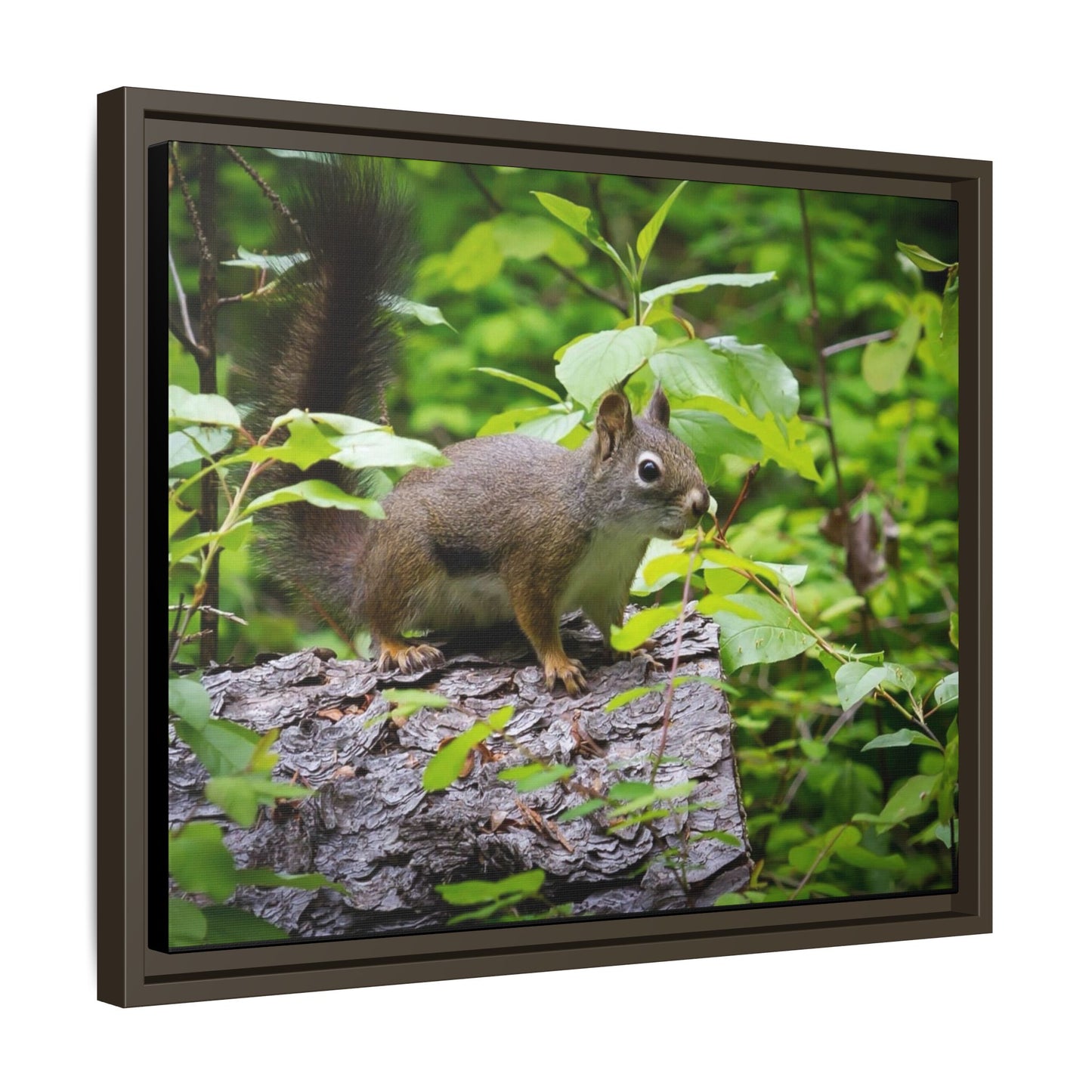 Canvas Art Nature Squirrel