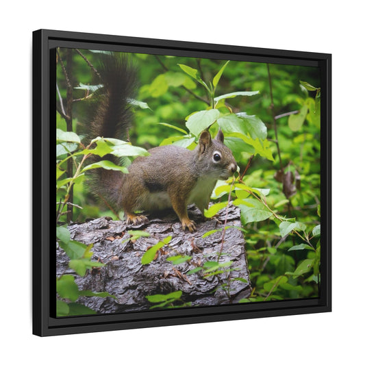 Canvas Art Nature Squirrel