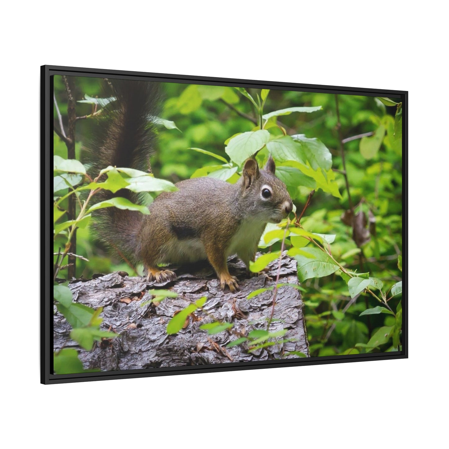 Canvas Art Nature Squirrel
