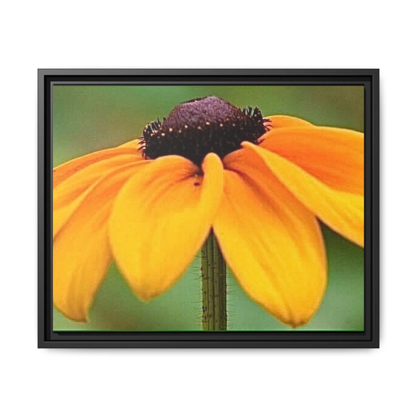 Framed Canvas Art Print, Vibrant Flower Wall Decor, Nature Photography for Home, Gift for Garden Lover, Modern Room Accent, Floral Artwork