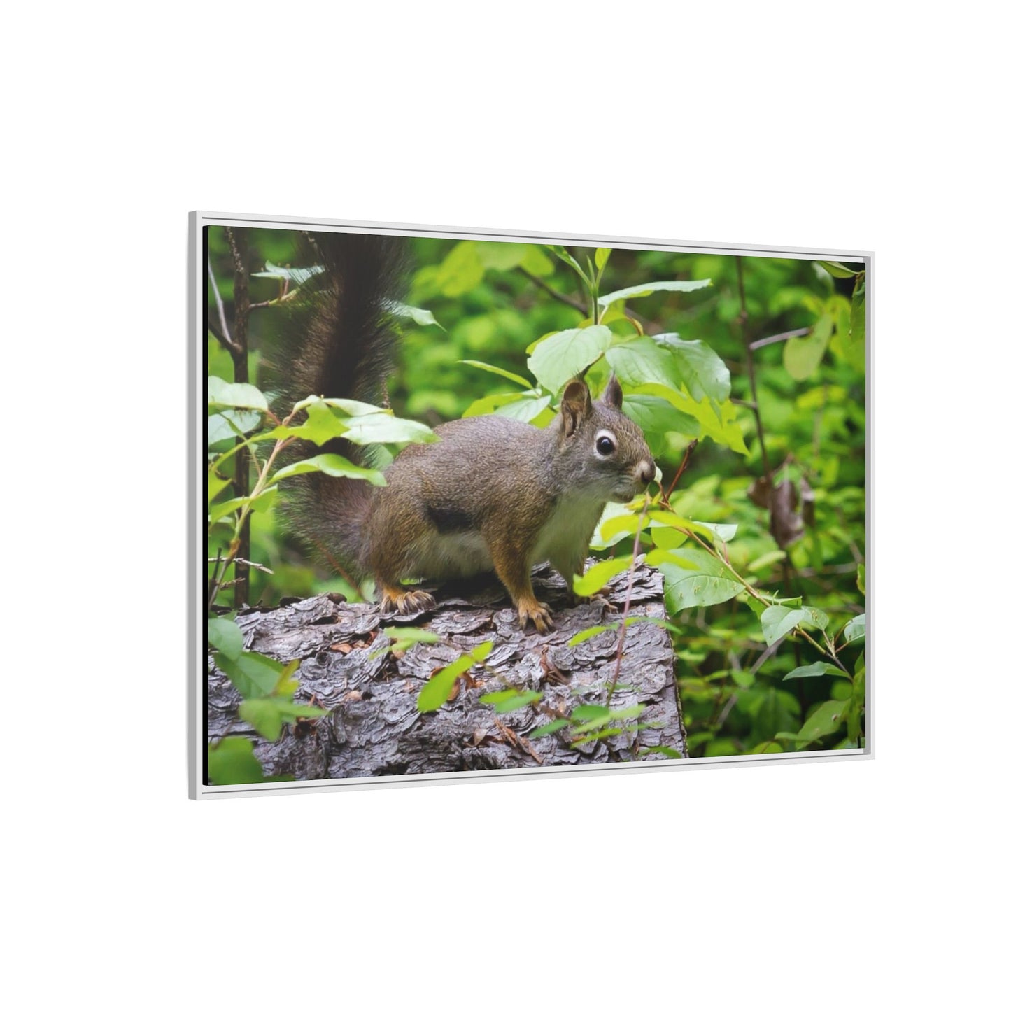 Canvas Art Nature Squirrel