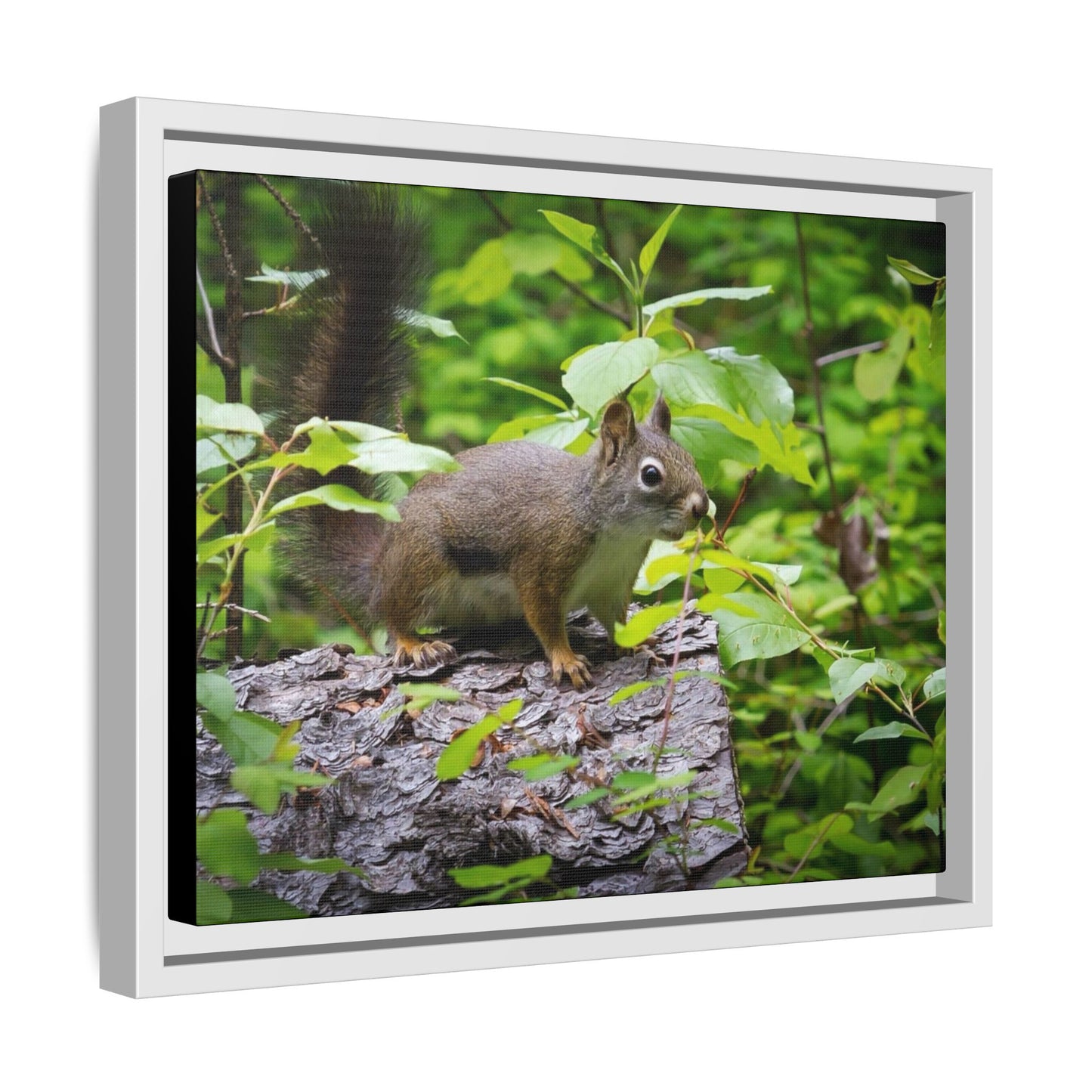 Canvas Art Nature Squirrel